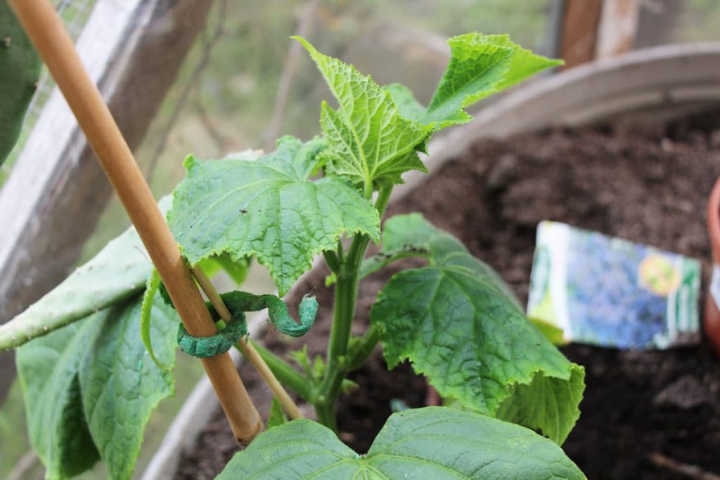 Gurkenpflanze im Topf mit Rankhilfe