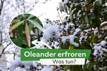Oleander erfroren: was tun bei Frostschäden?