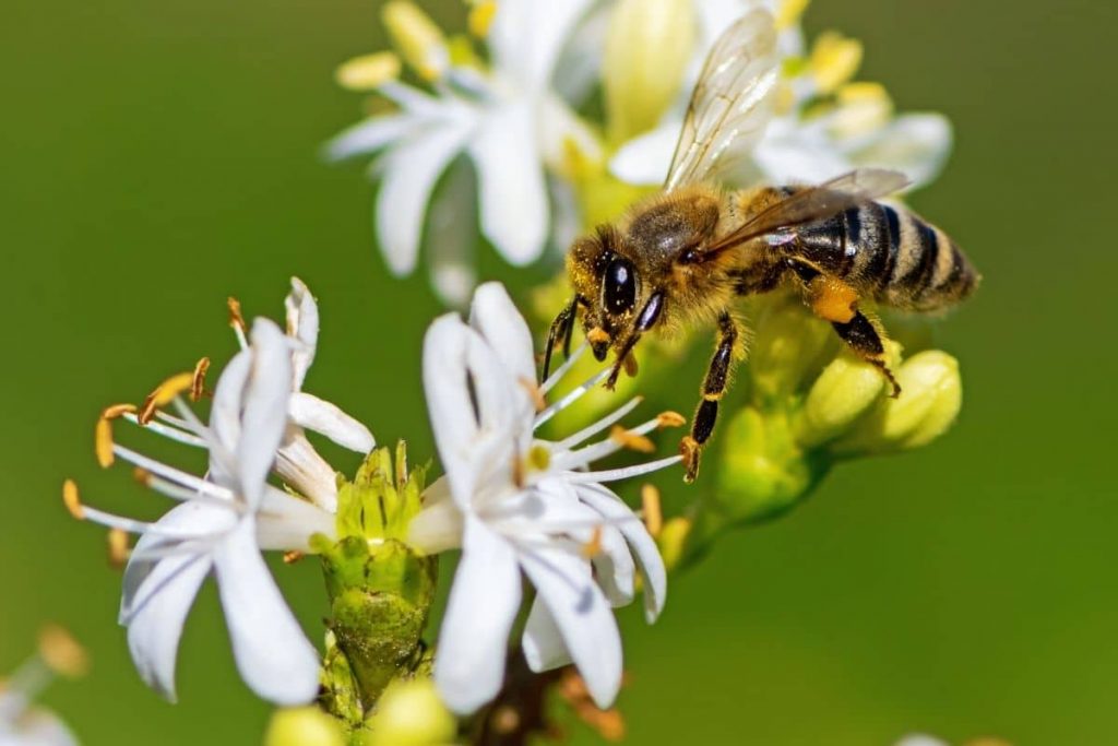 Biene an Blüte des Sieben-Söhne-Strauchs