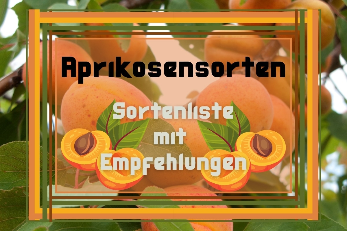 20 Aprikosensorten: Sortenliste mit Empfehlungen - Titelbild