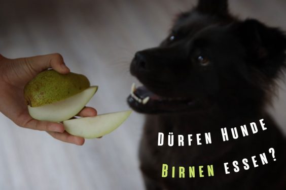 Dürfen Hunde Birnen essen? Titelbild