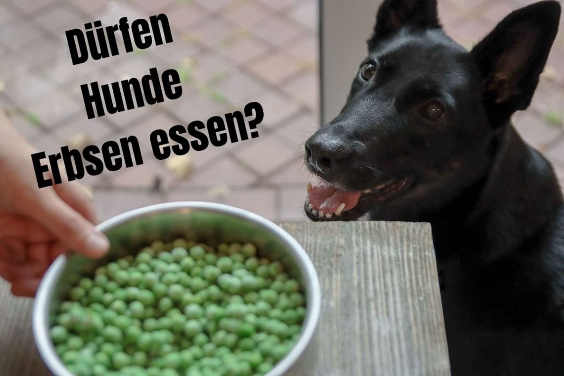 Dürfen Hunde Erbsen essen? Titelbild