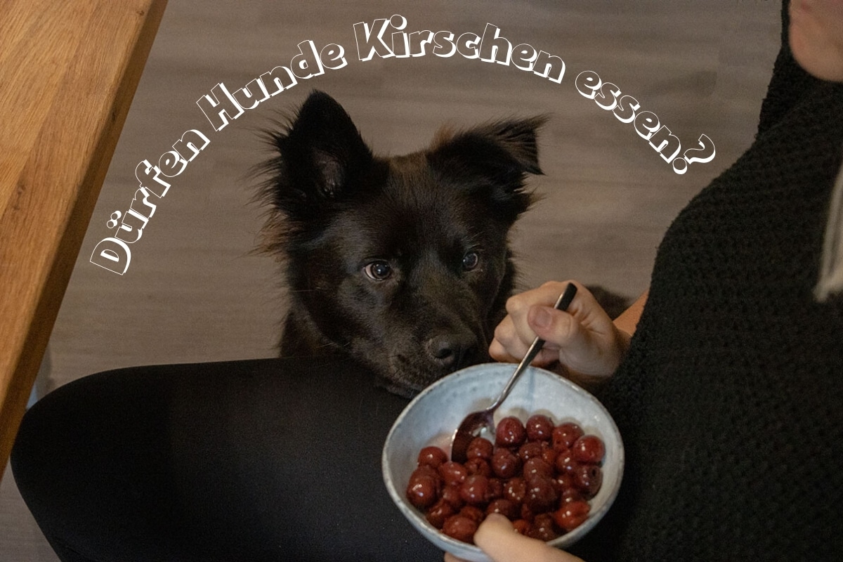 Dürfen Hunde Kirschen essen? Titelbild