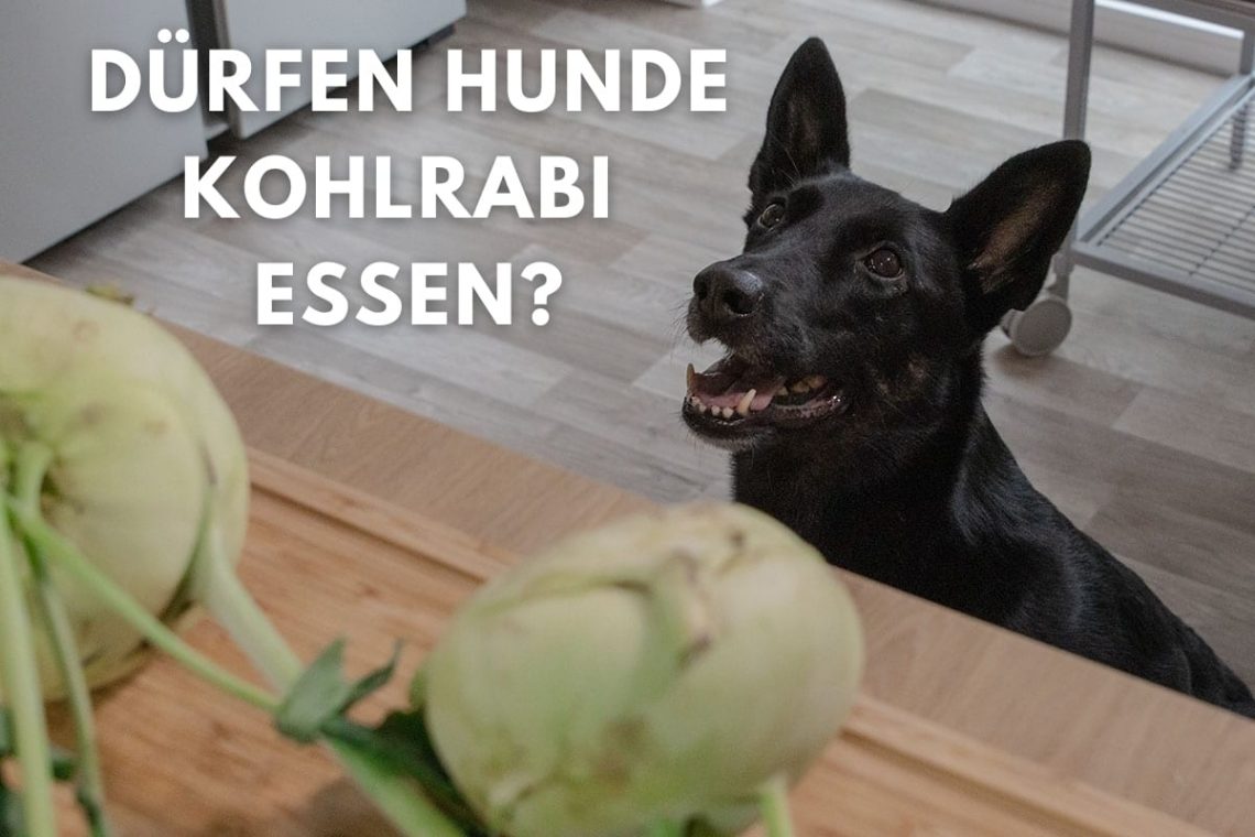 Dürfen Hunde Kohlrabi essen? Titelbild