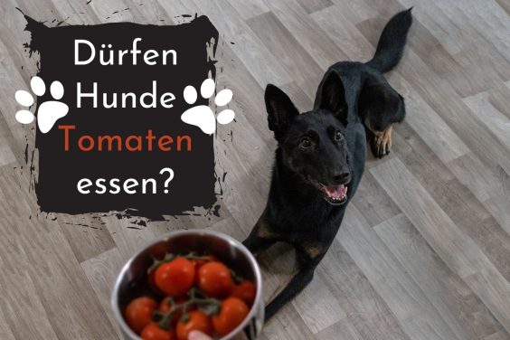 Dürfen Hunde Tomaten essen? Titelbild