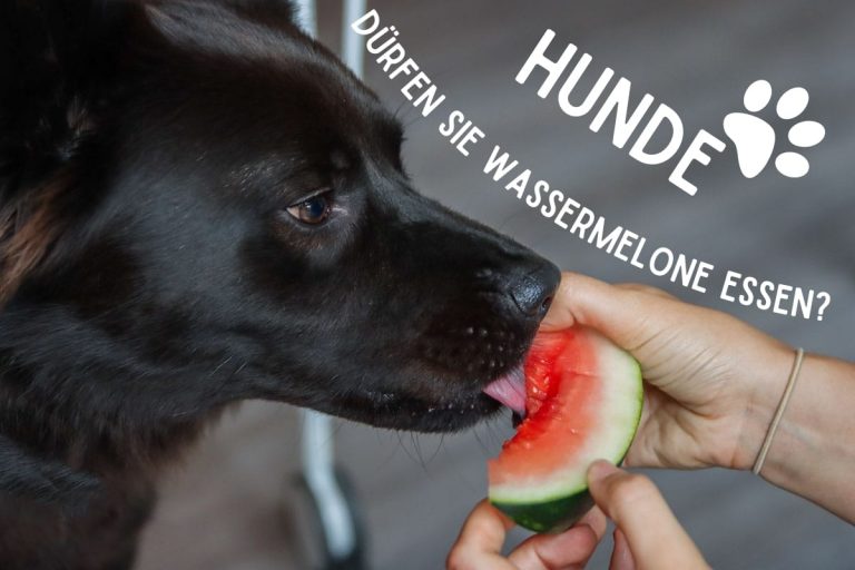 Dürfen Hunde Wassermelone essen? Titelbild