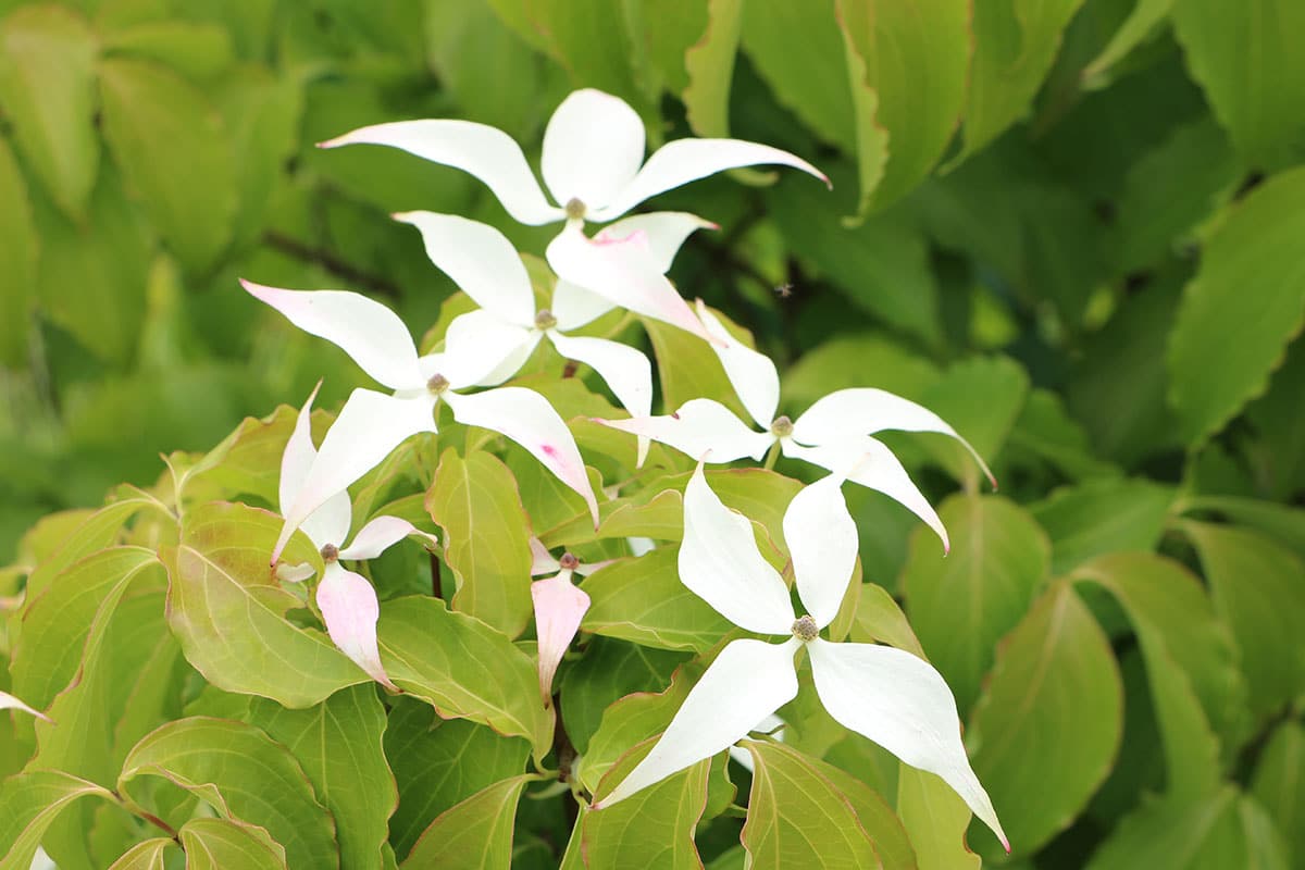 Japanischer Blumen-Hartriegel (Cornus kousa subsp. Kousa)