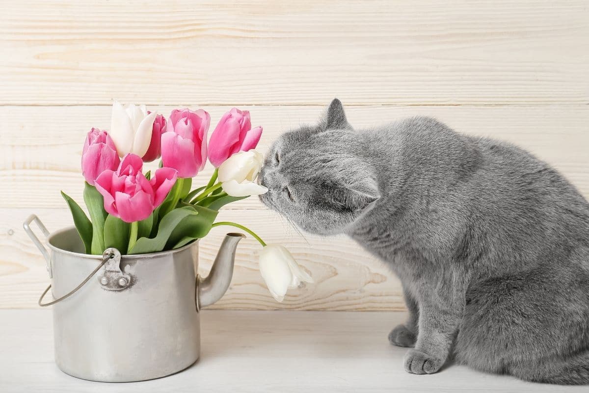 Katze & Tulpen
