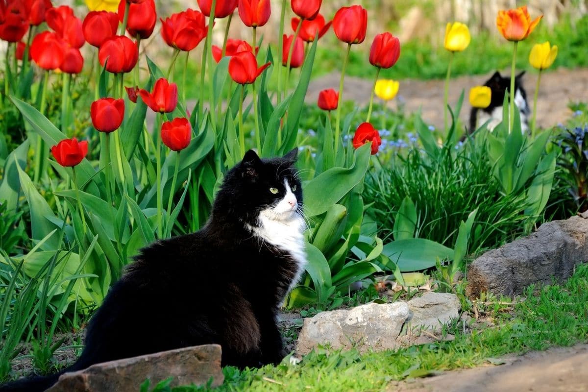Katze im Tulpenbeet