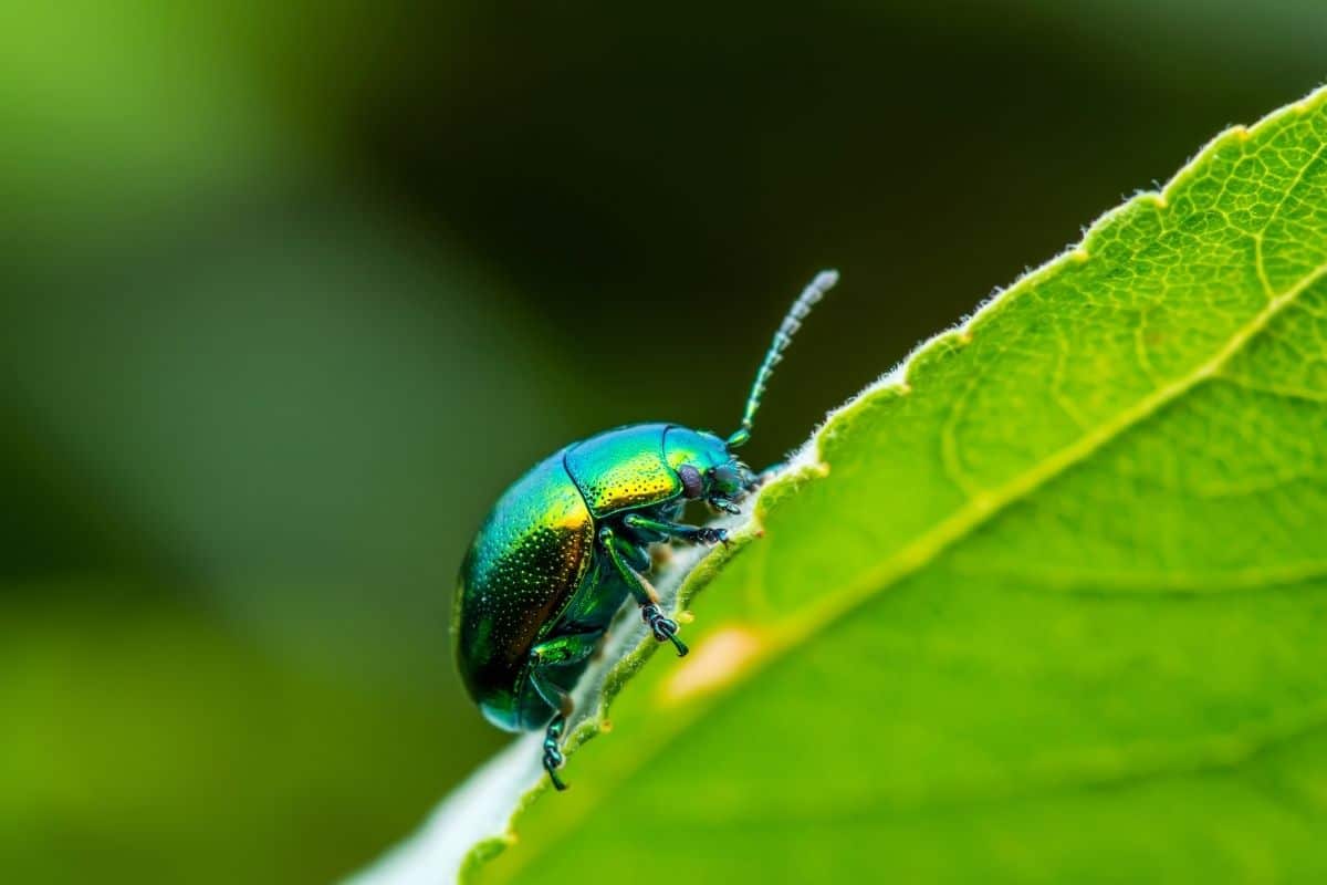 grüne Käfer: Minzblattkäfer (Chrysolina coerulans)