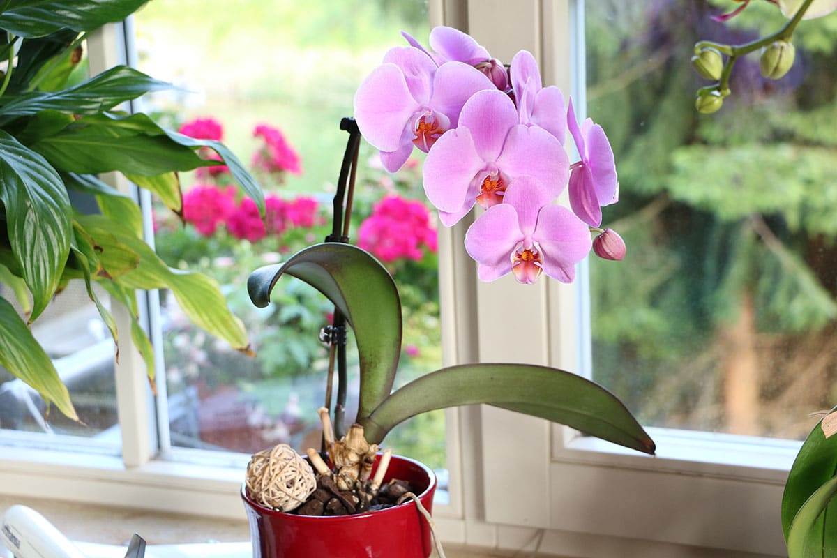 Phalaenopsis-Orchideen (Phalaenopsis)