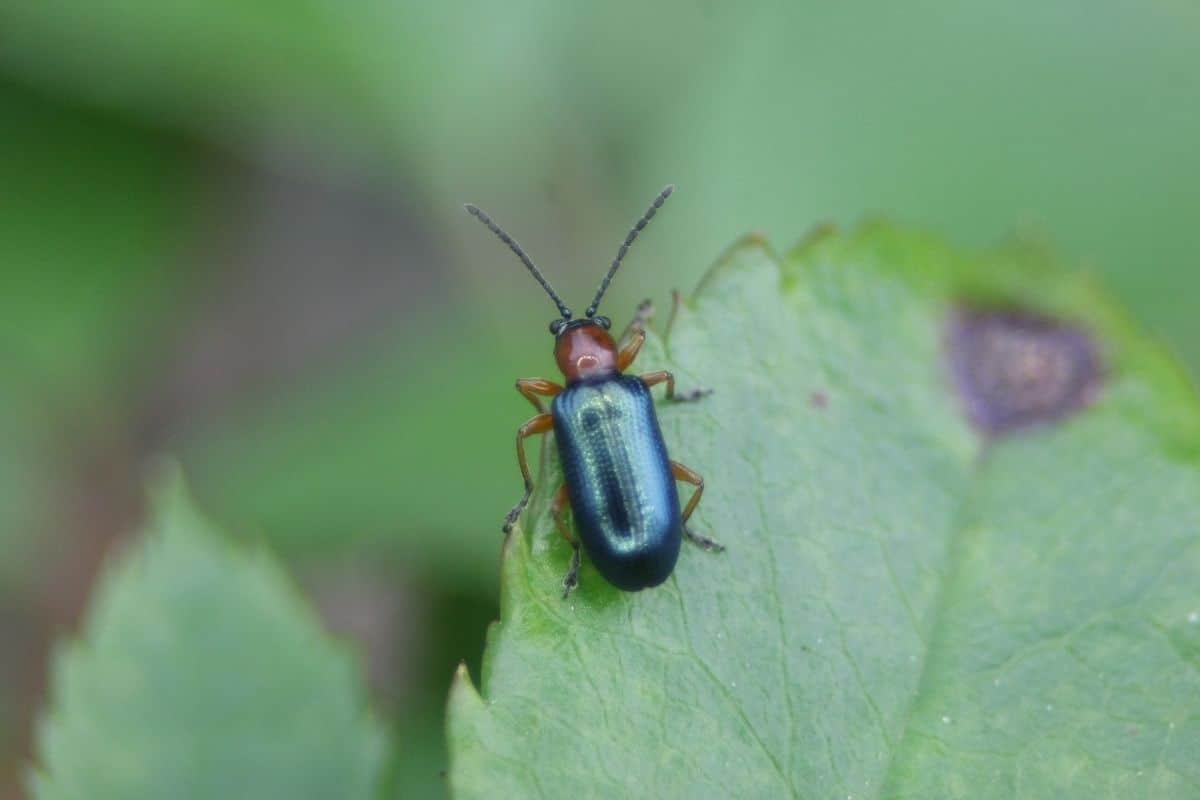 grüne Käfer: Rothalsige Getreidehähnchen (Oulema melanopus)