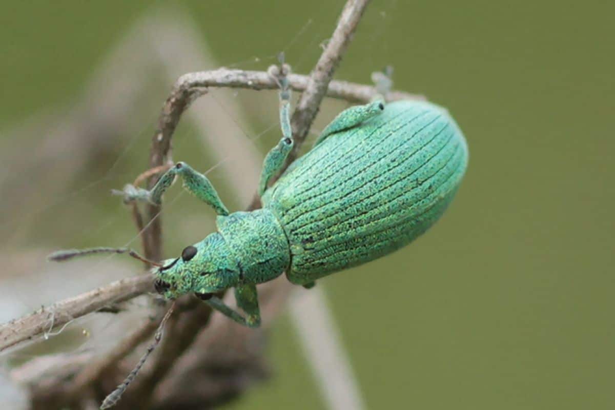 grüne Käfer: Silbernen Grünrüssler (Phyllobius argentatus)