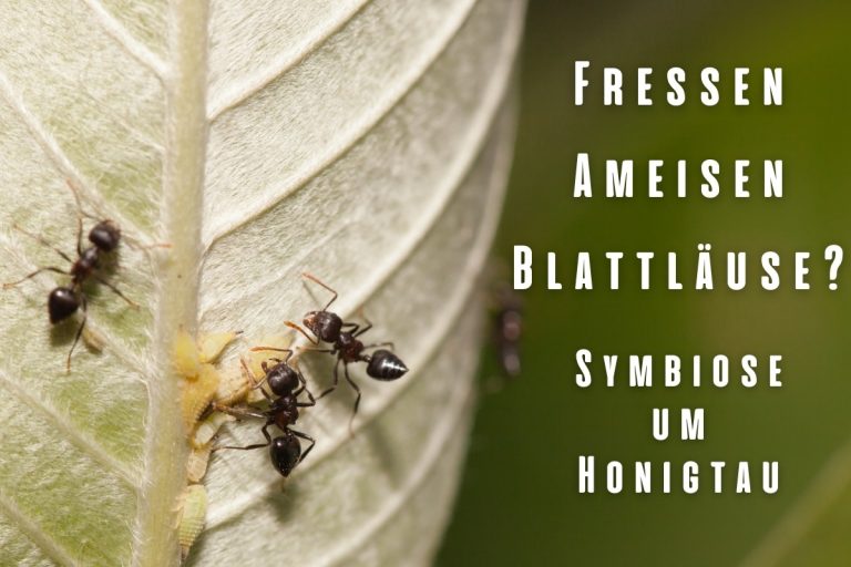 Fressen Ameisen Blattläuse? | Symbiose um Honigtau - Titelbild
