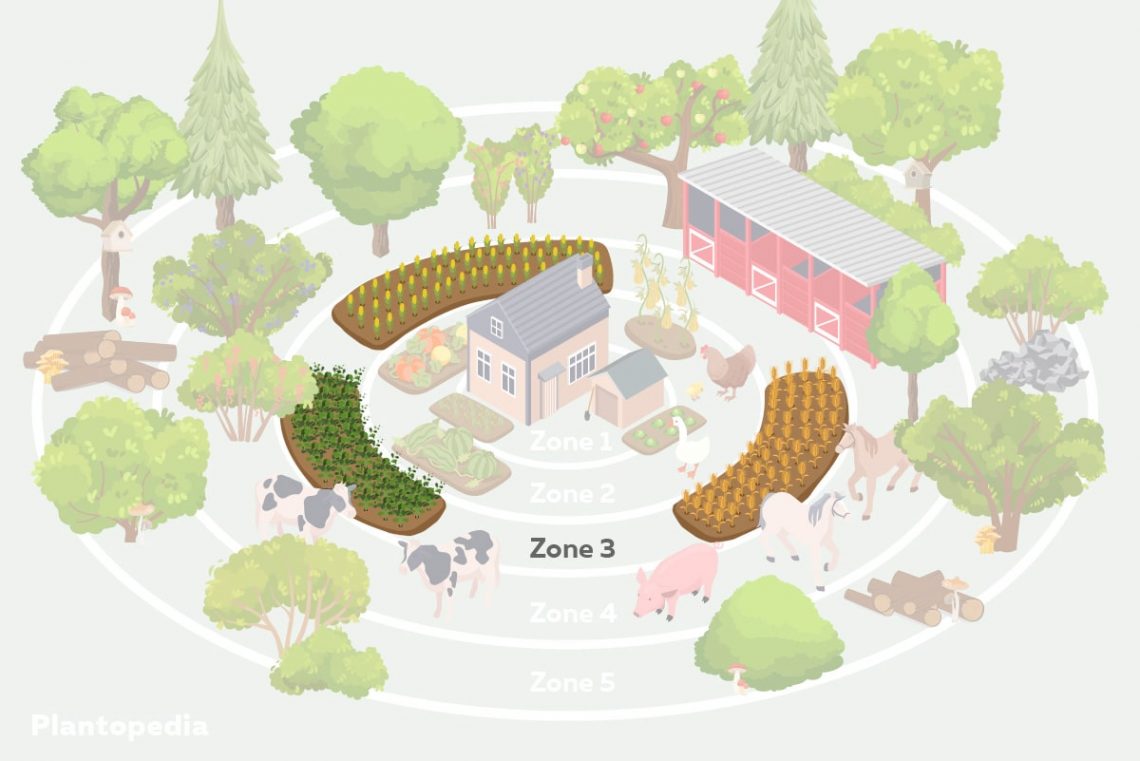 Permakultur-Garten - Zone 3 - Lagerkulturen