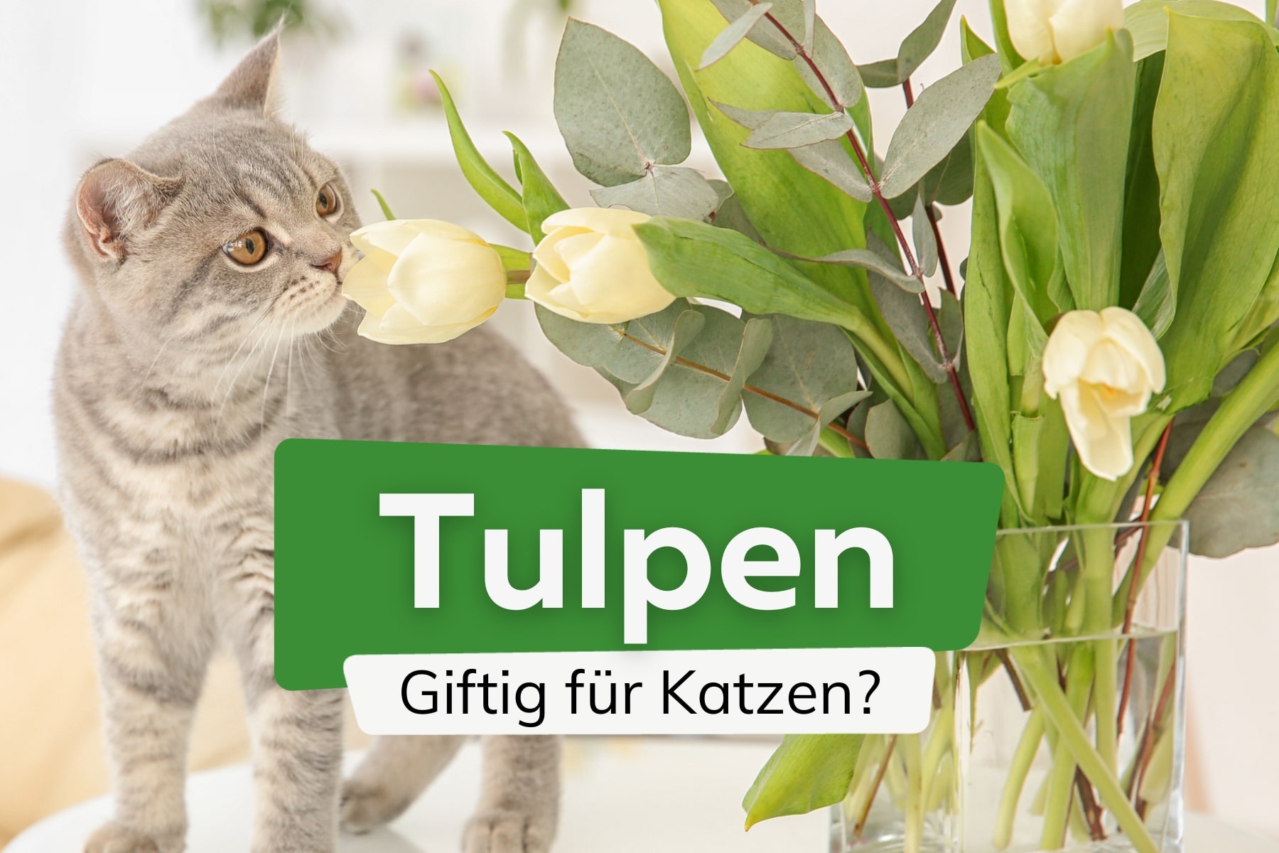 Sind Tulpen giftig für Katzen