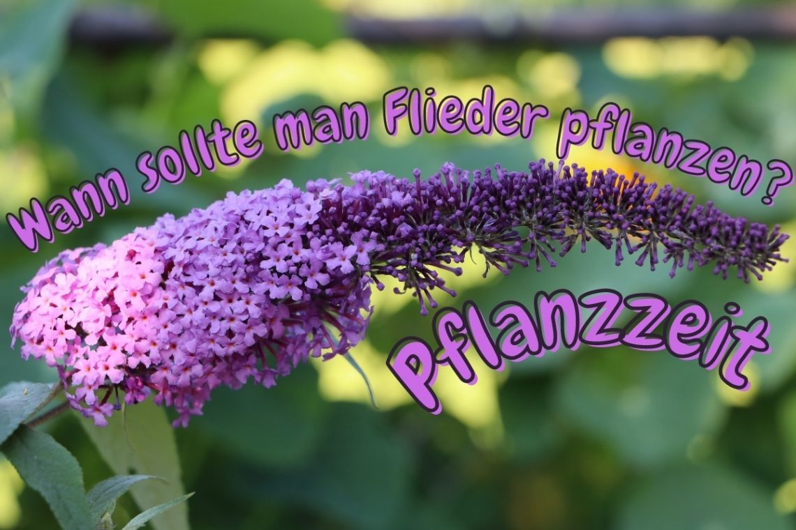 Pflanzzeit: wann sollte man Flieder pflanzen? Titelbild