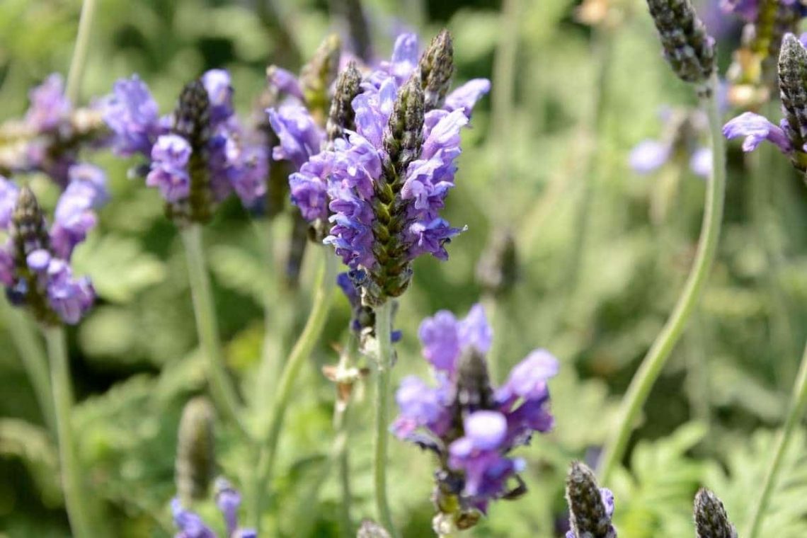 Farnblättriger Lavendel (Lavandula multifida L.)