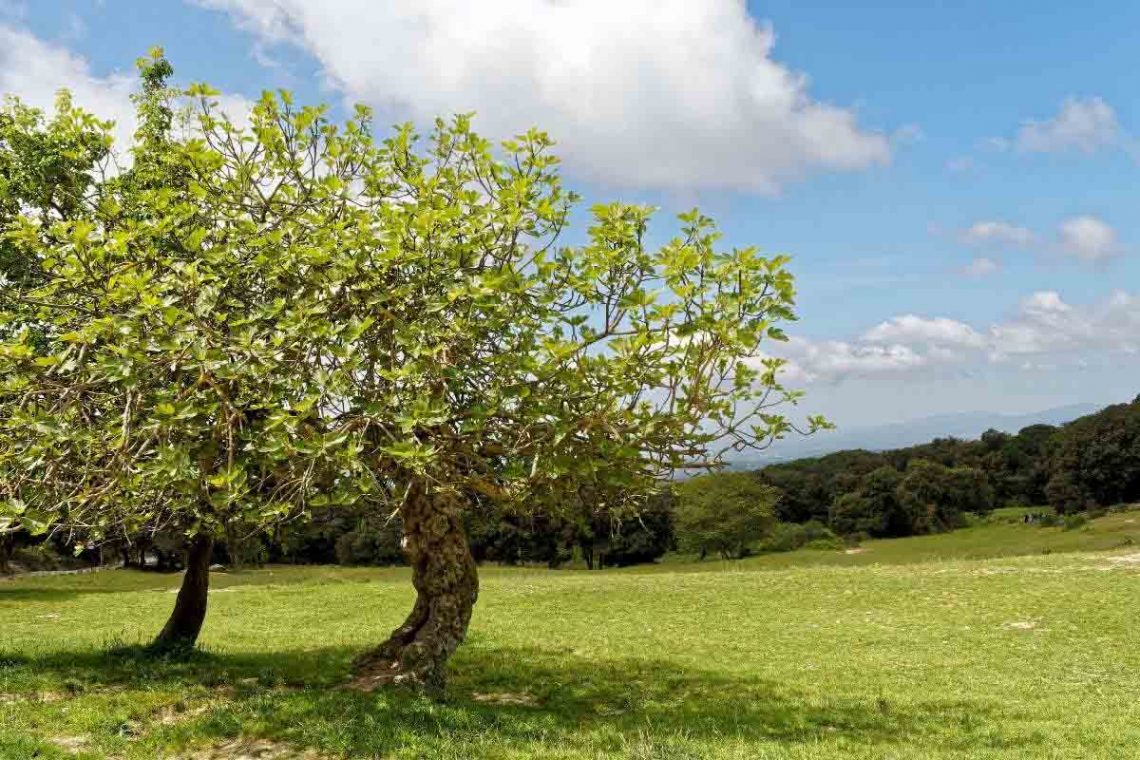 Feigenbaum im Sommer auf Wiese