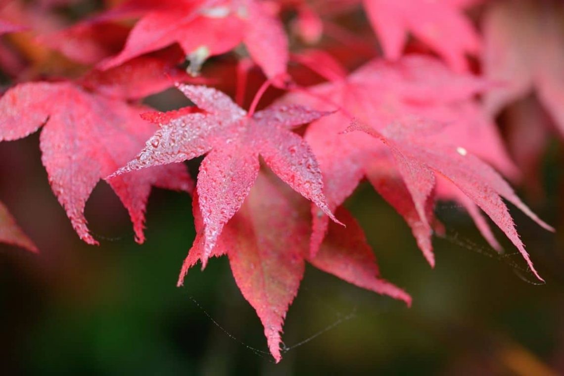 Japanischer Ahorn- Blätter mit intensiver Rotfärbung