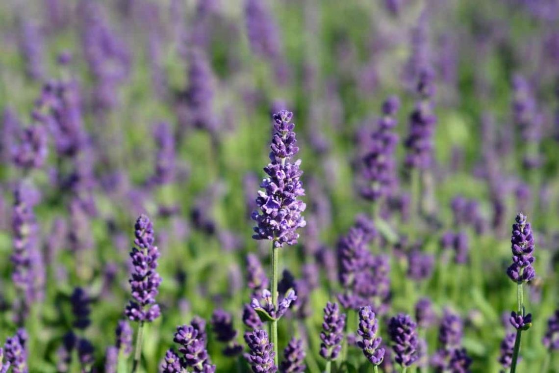 Lavendel Ellagance Purple