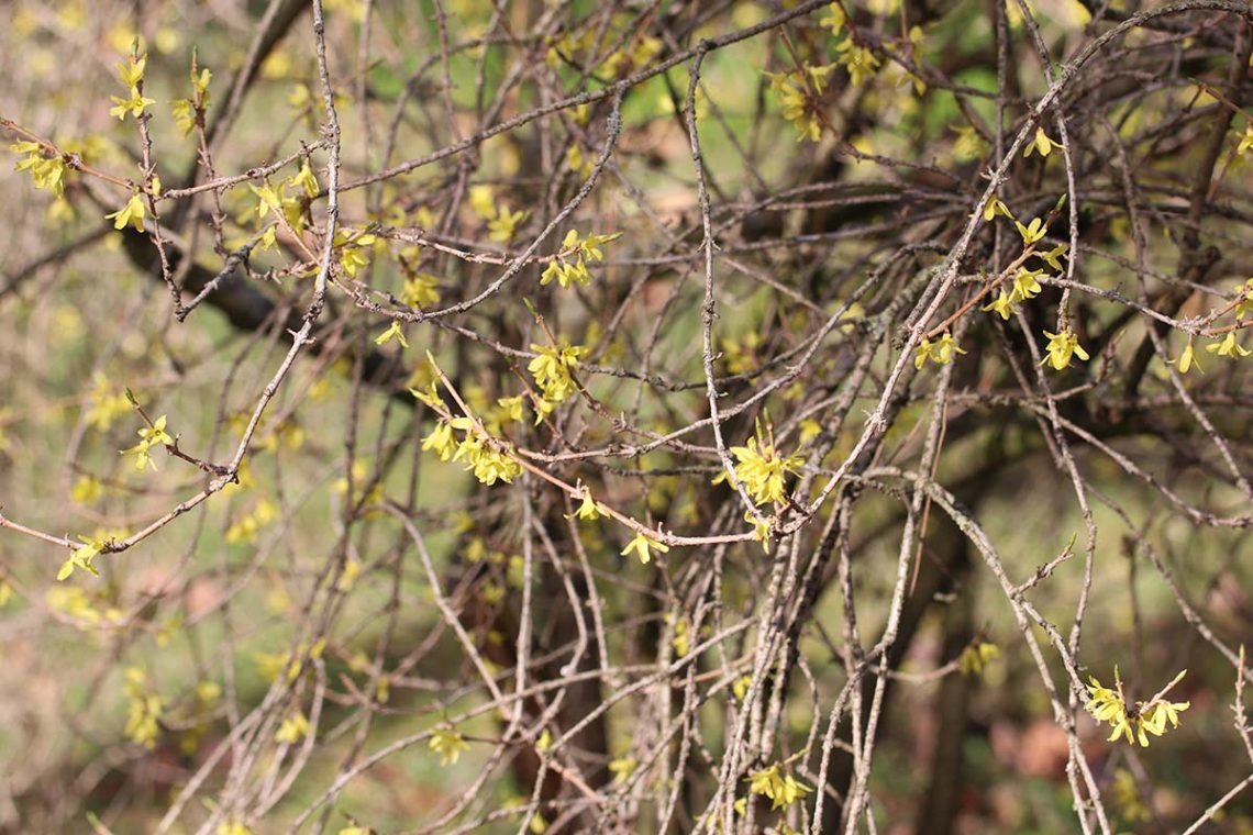 Forsythie (Forsythia × intermedia)