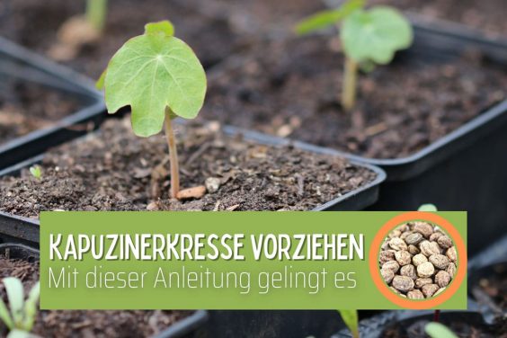 Winterharter zitronenbaum - Die TOP Auswahl unter den verglichenenWinterharter zitronenbaum!