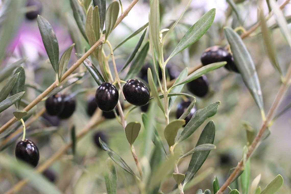 schwarze Oliven an Olivenbaum (Olea europaea)
