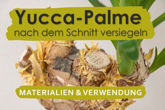 Yucca-Palme nach Rückschnitt versiegeln: Wachs & Co. Titel