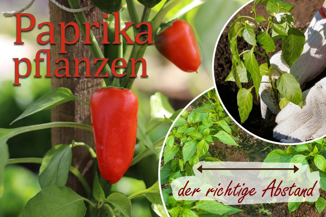 Paprika pflanzen Abstand Titelbild