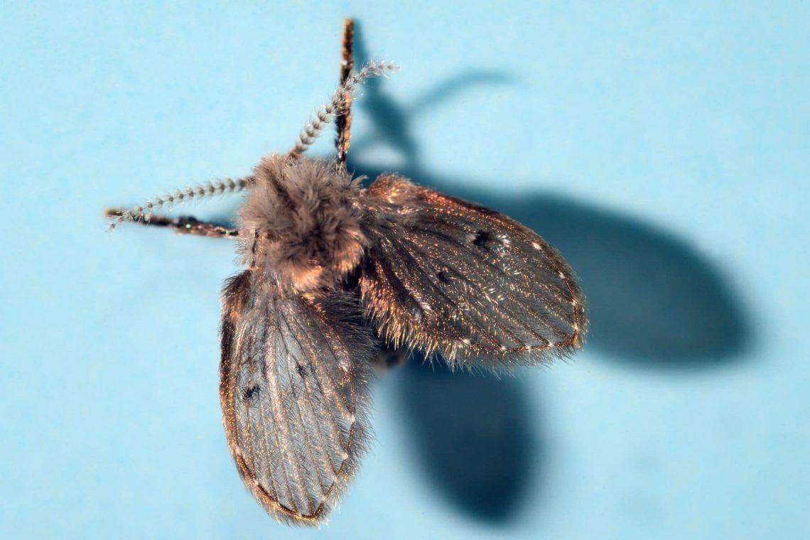 Schmetterlingsmücke (Clogmia alpipunctata)