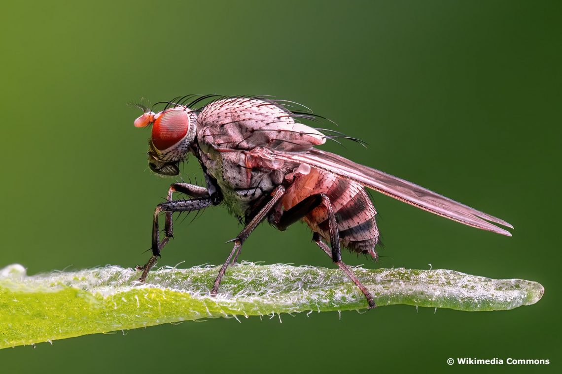 Drosophila melanogaster (Weibchen)