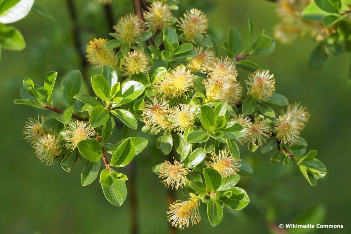 Blüten der Zwergweide (Salix arbuscula)