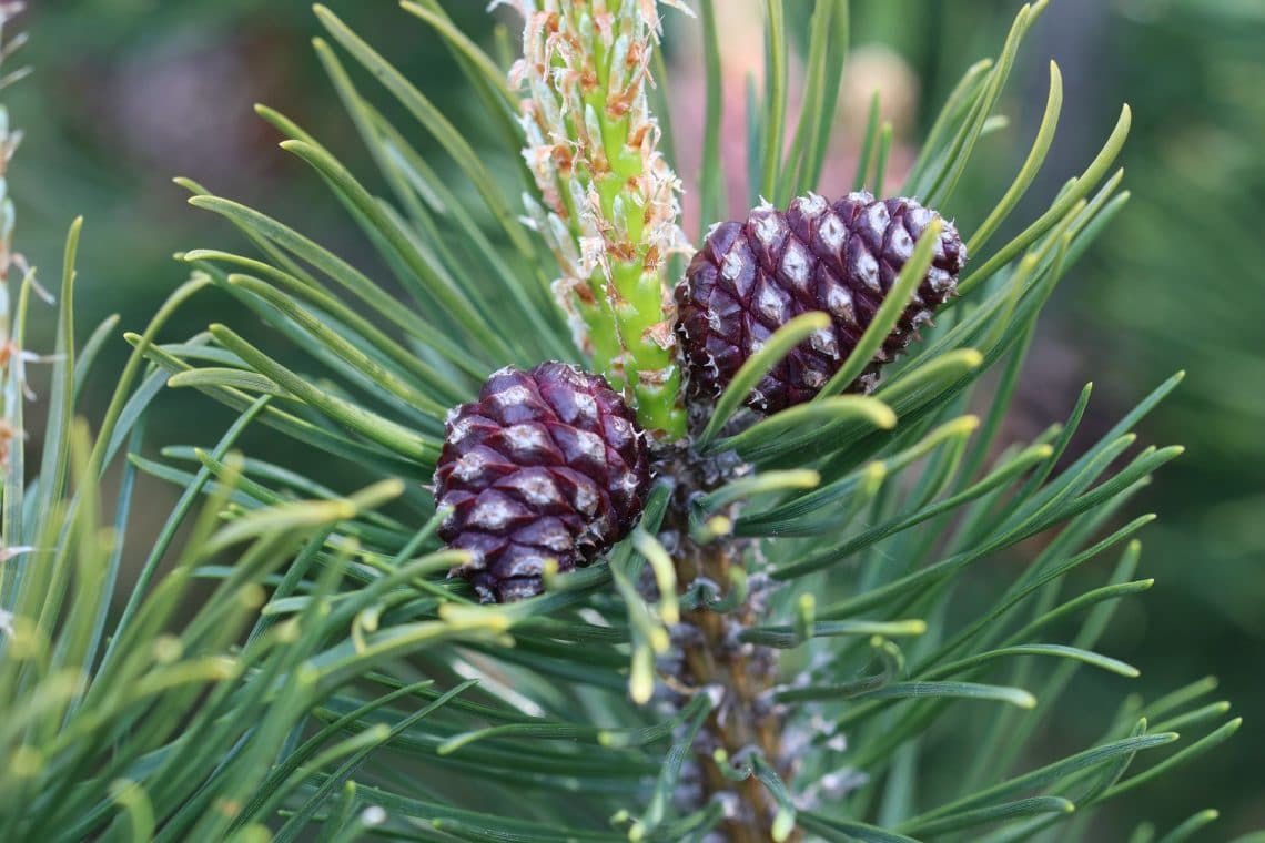 Zapfen der Bergkiefer (Pinus mugo)