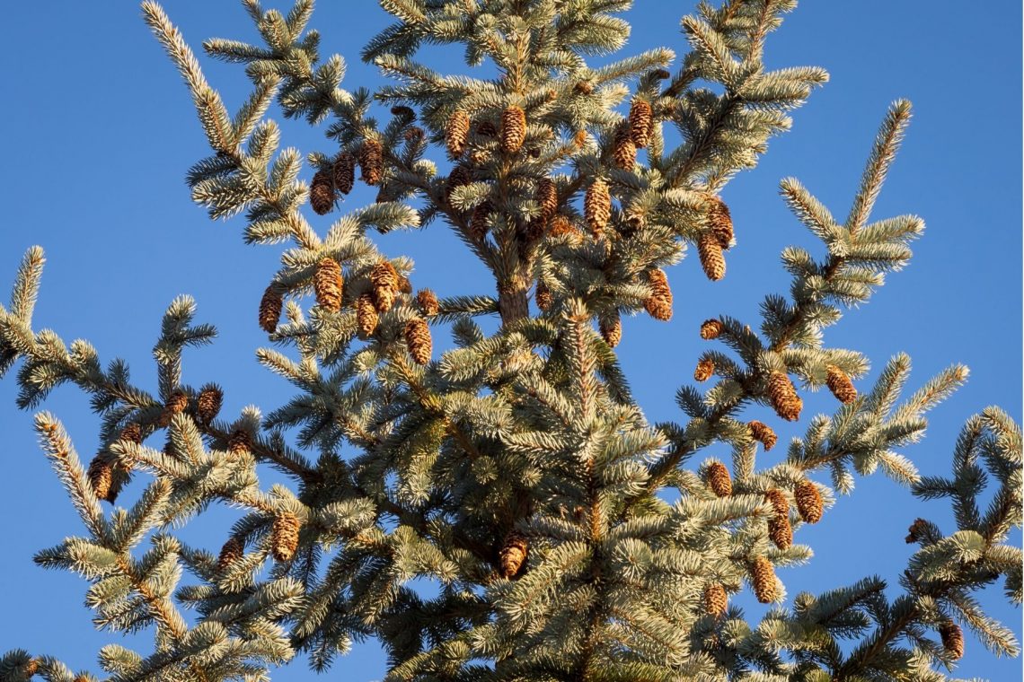Krone der Blauen Stechfichte (Picea pungens 'Glauca') mit Zapfen