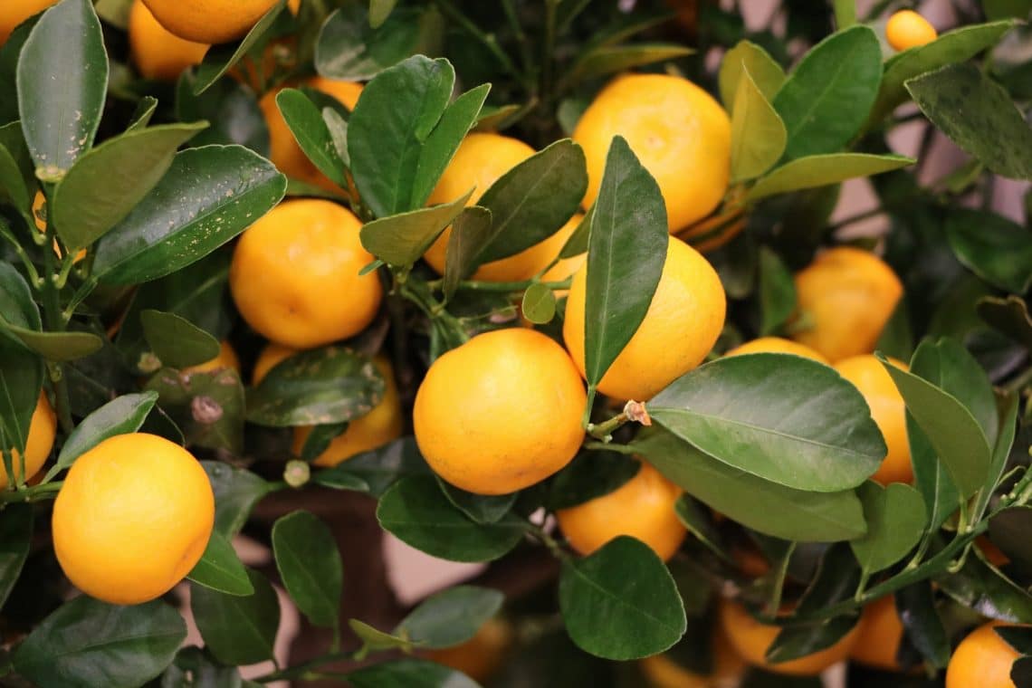 Citrus madurensis 'Calamondin' mit Früchten