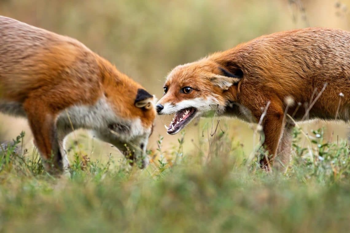 Fuchs schreit Rivale an
