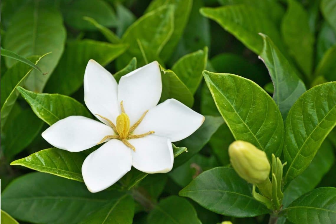 Gardenie (Gardenia jasminoides)