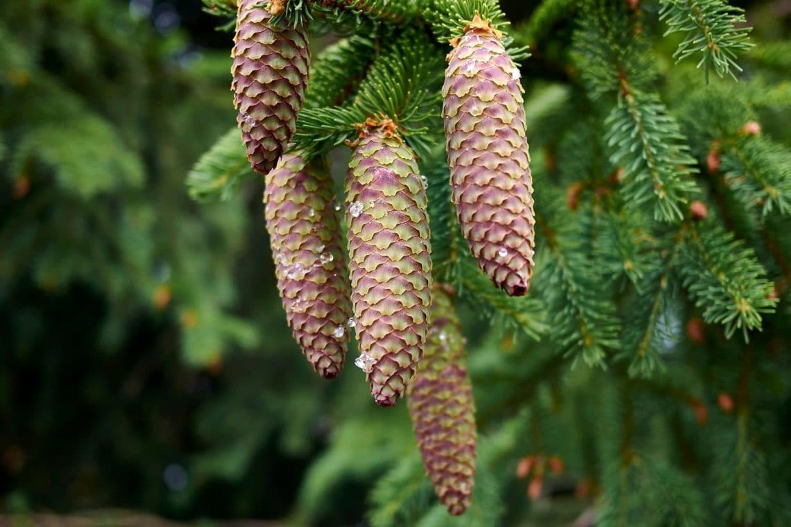 Zapfen der Gemeinen Fichte (Picea abies)
