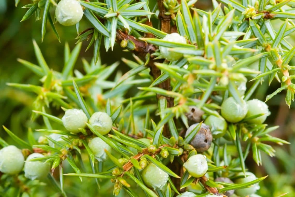 Zapfen des Gemeinen Wacholders (Juniperus communis)