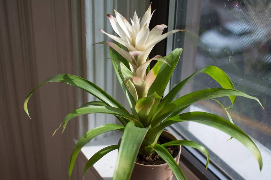 Weiße zimmerpflanze - Die preiswertesten Weiße zimmerpflanze unter die Lupe genommen!