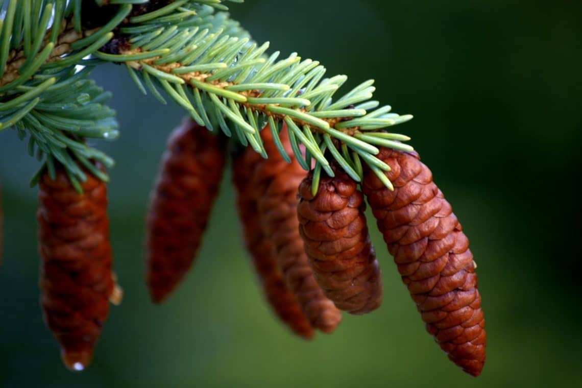 Zapfen der Kaukasus-Fichte (Picea orientalis)