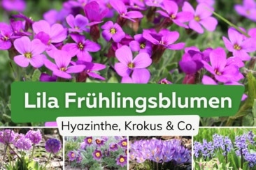 Lila Frühlingsblumen
