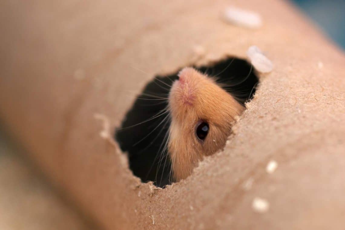Maus schaut durch ein Loch in einer Papprolle