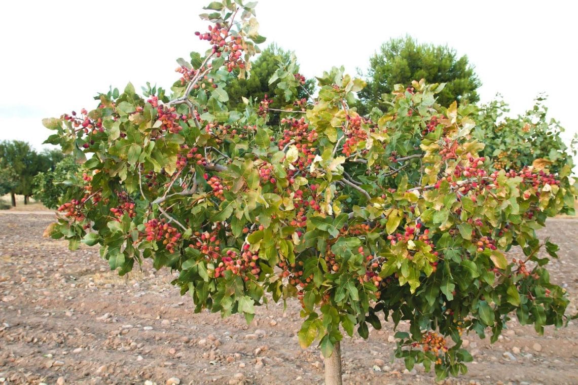 Pistazienbaum