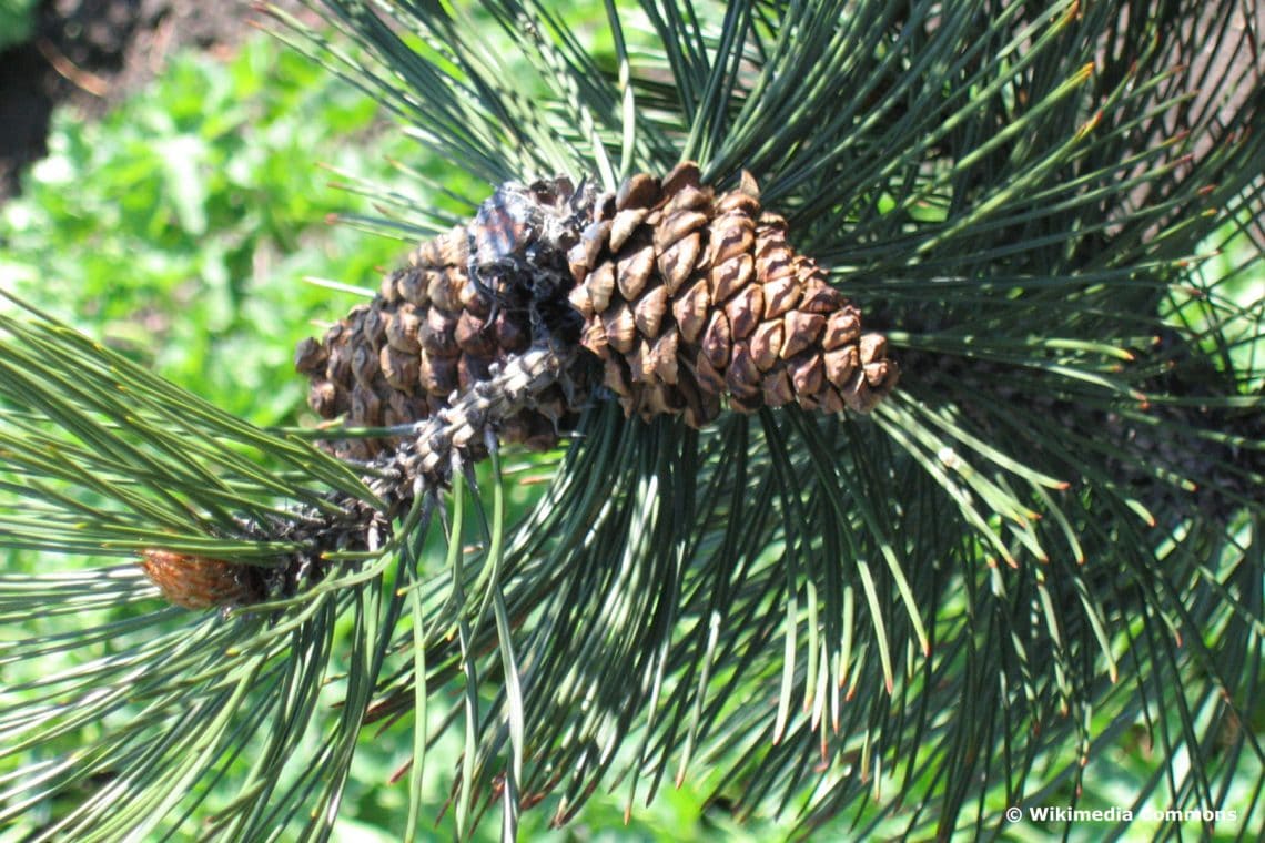 Zapfen der Schlangenhaut-Kiefer (Pinus leucodermis)