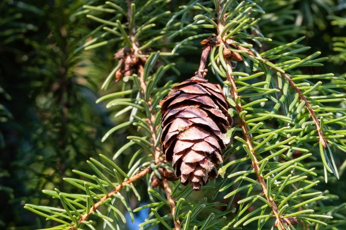 Zapfen der Serbischen Fichte (Picea omorika)