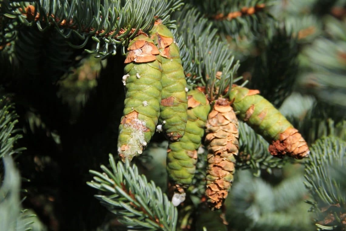 Reifende Zapfen der Weiß-Fichte (Picea glauca)
