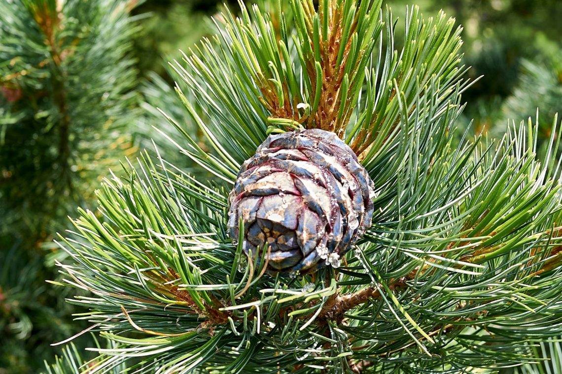 Zapfen der Zirbelkiefer (Pinus cembra)