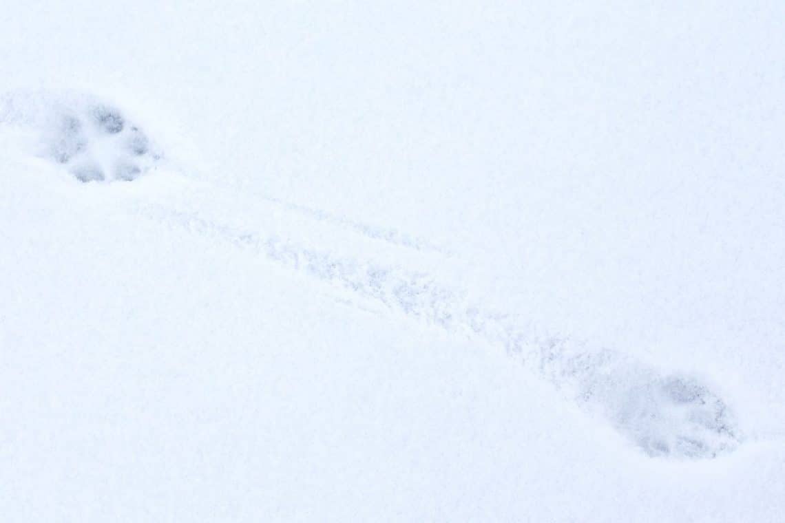 Spuren des Rotfuchses im Schnee